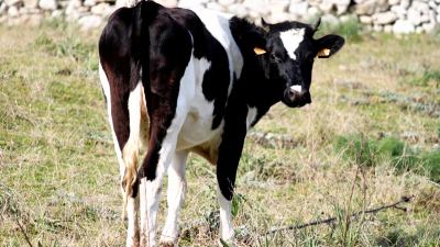 Agricoltore vuole pagare multa con una mucca
