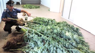 Quarantasette piante di marijuana tra pomodori e altri ortaggi, 2 arresti dei carabinieri